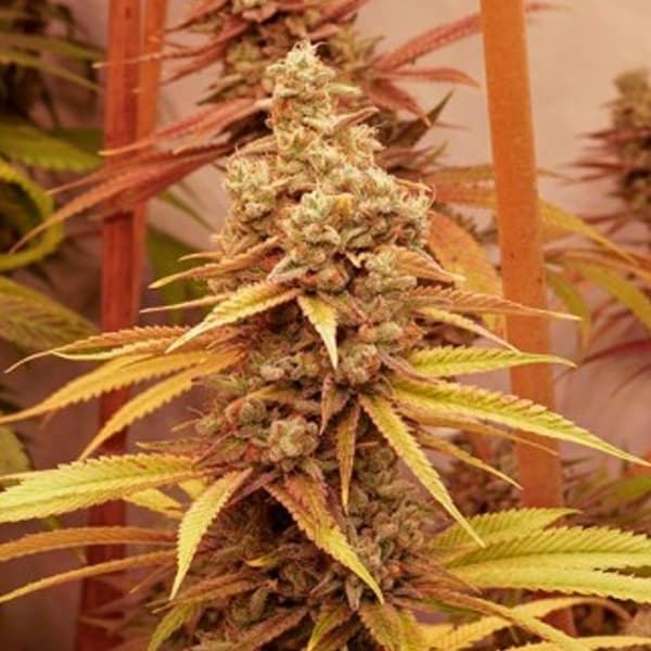 Pink Banana Runtz Seed > Dutch Passion | Feminized Cannabis   |  Indica